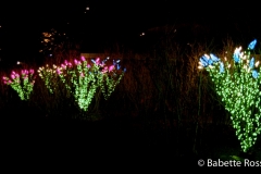 Longwood Gardens