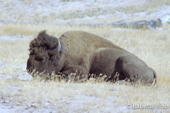 Buffalo