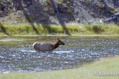Elk, Gibbon River