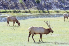 Elk, Gibbon River