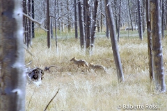 Coyote near Whisky Flats
