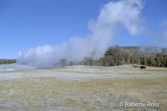 Buffalo, Old Faithful