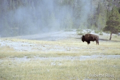 Buffalo, Old Faithful