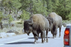 Buffalo Crossing