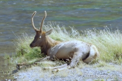 Elk, Gibbon River