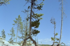 Lookout Point, Lower Falls