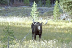 Yellowstone Moose